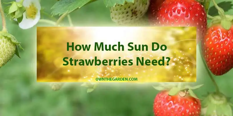 How Much Sun Does Strawberries Need
