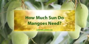 How Much Sun Do Mangoes Need