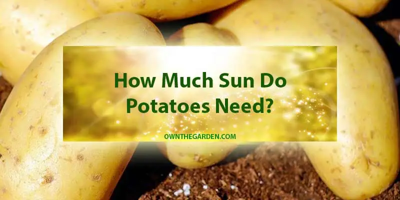 How Much Sun Do Potatoes Need