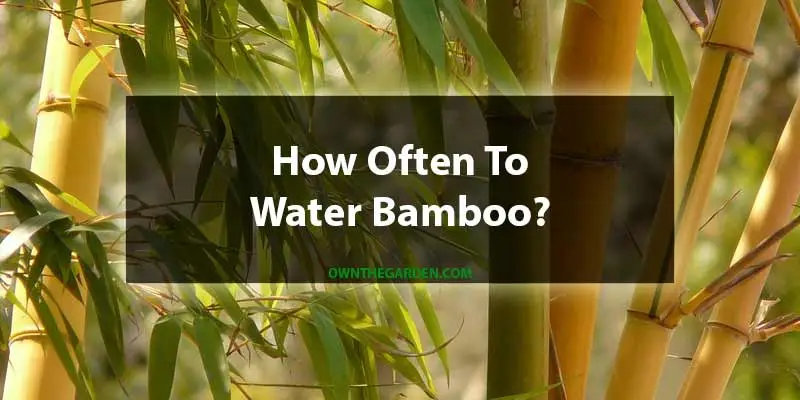 how often to water bamboo
