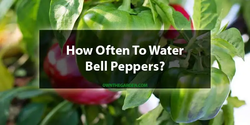 how often to water bell peppers