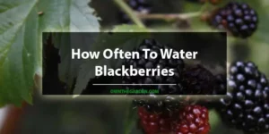 How Often To Water Blackberries