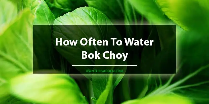 How Often To Water Bok Choy