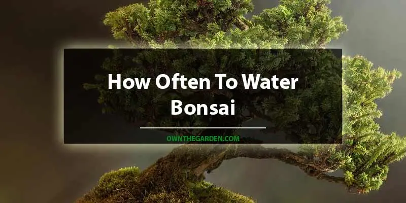 How Often To Water Bonsai