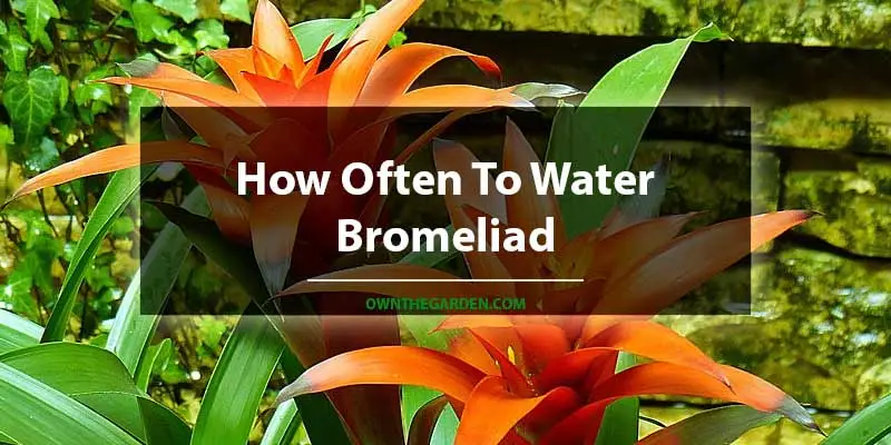 How Often To Water Bromeliad