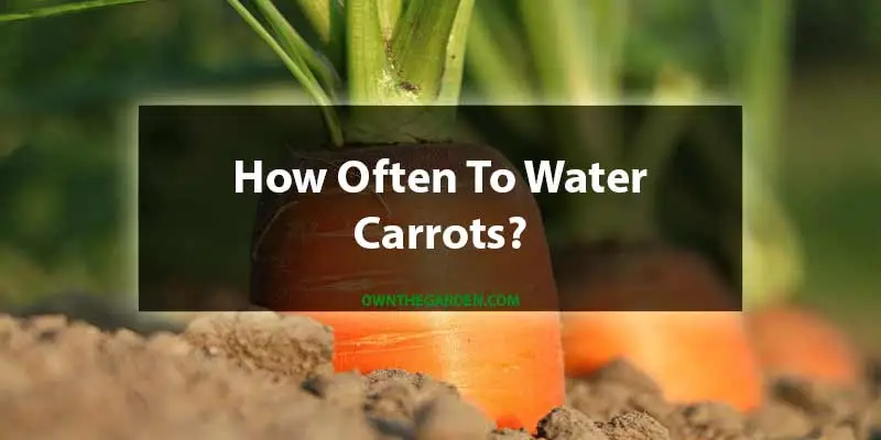 how often to water carrots