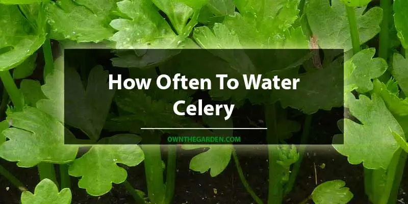 How Often To Water Celery