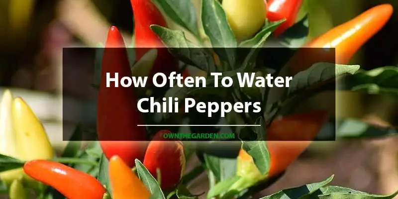 How Often To Water Chili Peppers