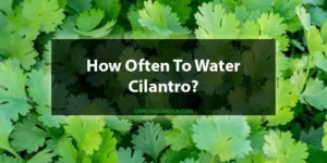 how often to water cilantro