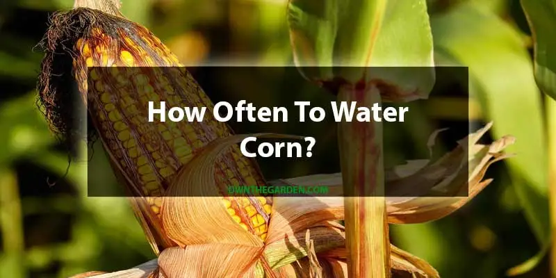 how often to water corn