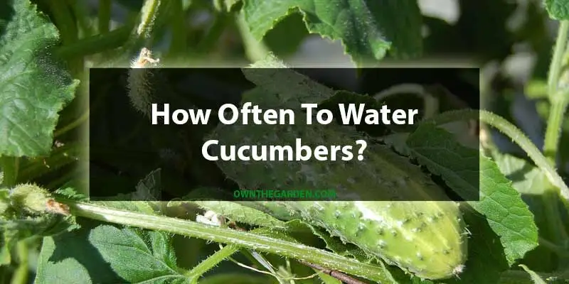 how often to water cucumbers