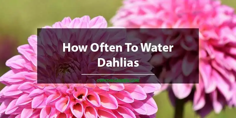 How Often To Water Dahlias