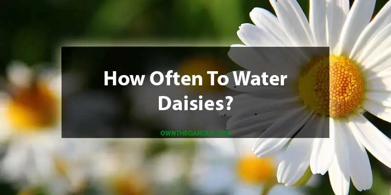 How Often To Water Daisies