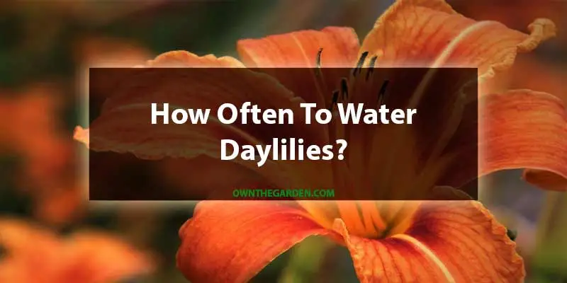 How Often To Water Daylilies
