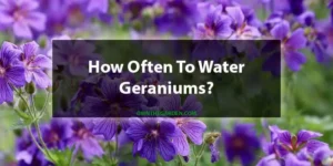 How Often To Water Geraniums