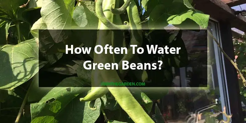 how often to water green beans