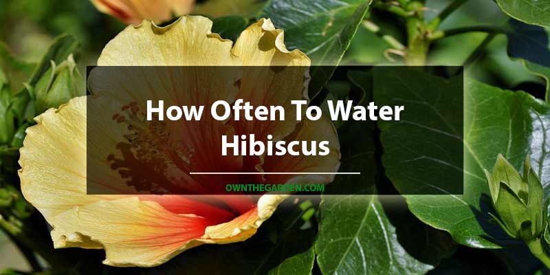 How Often To Water Hibiscus