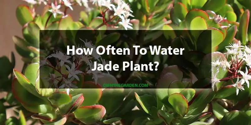 how often to water jade plant