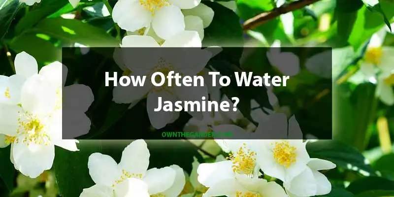 How Often To Water Jasmine