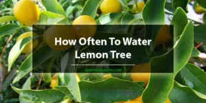 How Often To Water Lemon Tree