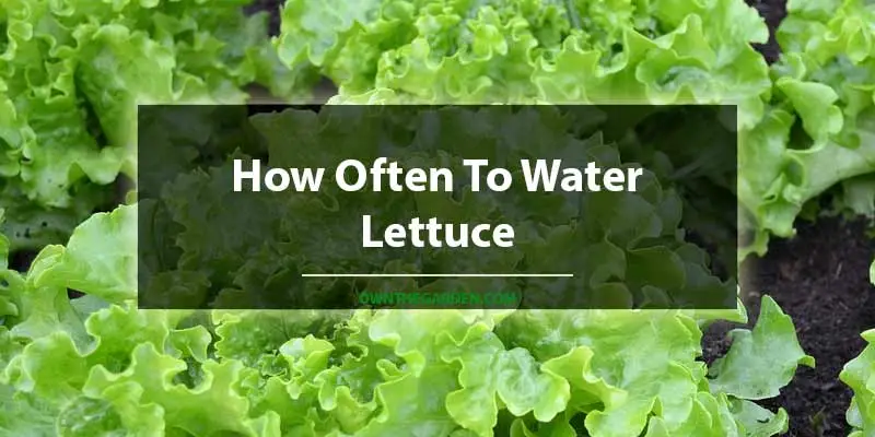 How Often To Water Lettuce