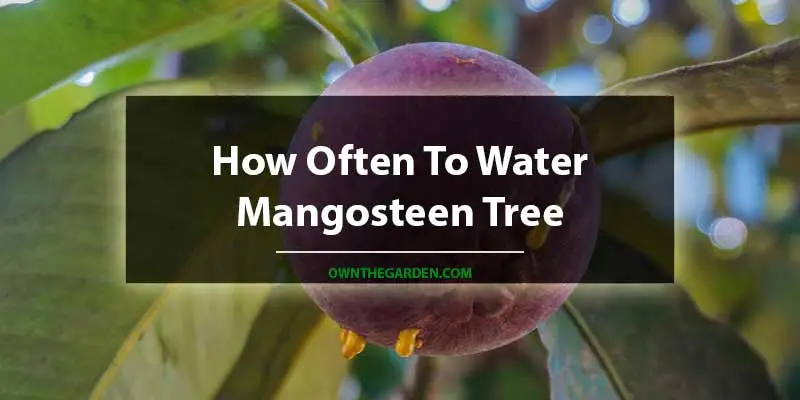 how often to water mangosteen tree