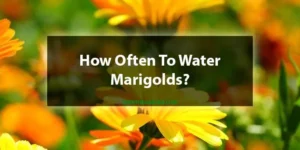 How Often To Water Marigolds