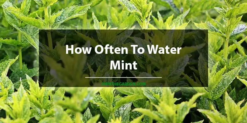 How Often To Water Mint