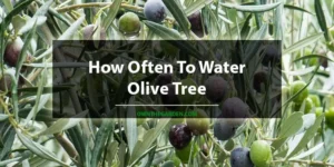 How Often To Water Olive Tree