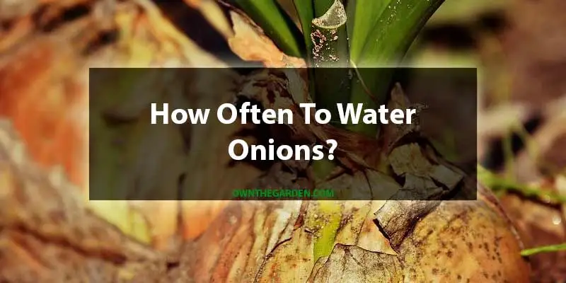 how often to water onions
