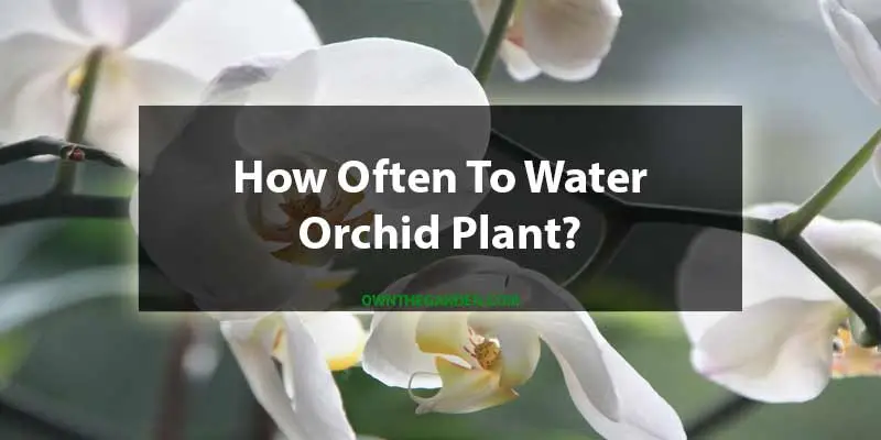 How Often To Water Orchid Plants