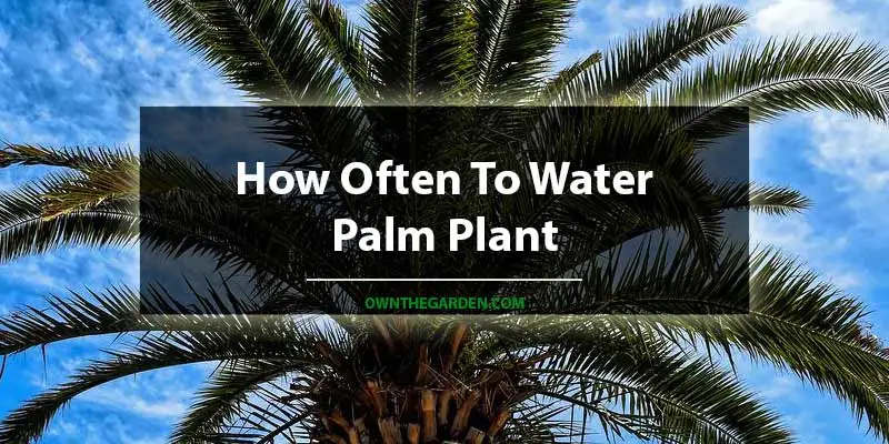 How Often To Water Palm Plant