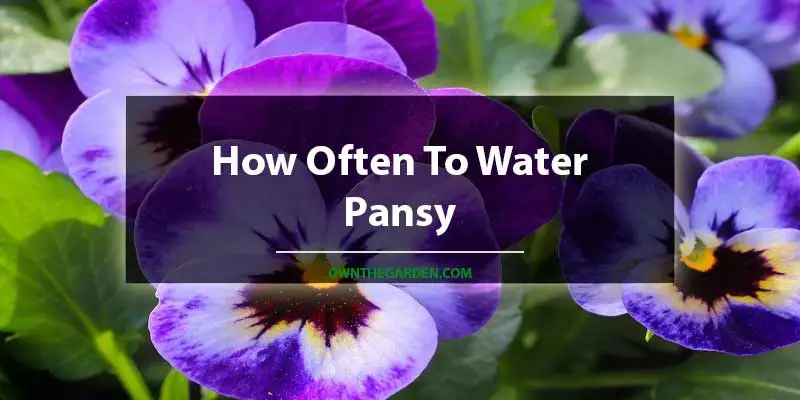 How Often To Water Pansy