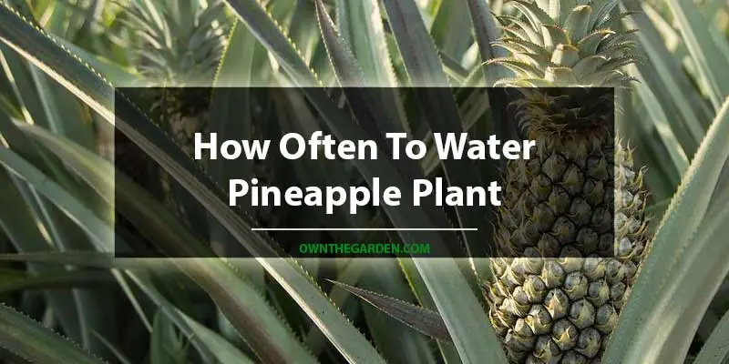 How Often To Water Pineapple Plant
