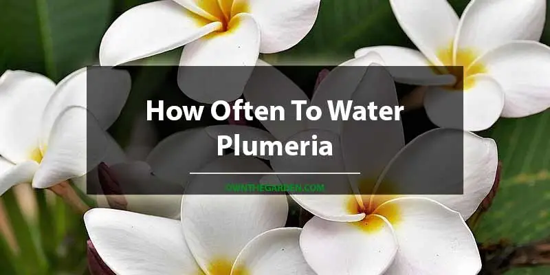 How Often To Water Plumeria