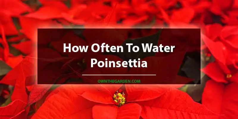 How Often To Water Poinsettia