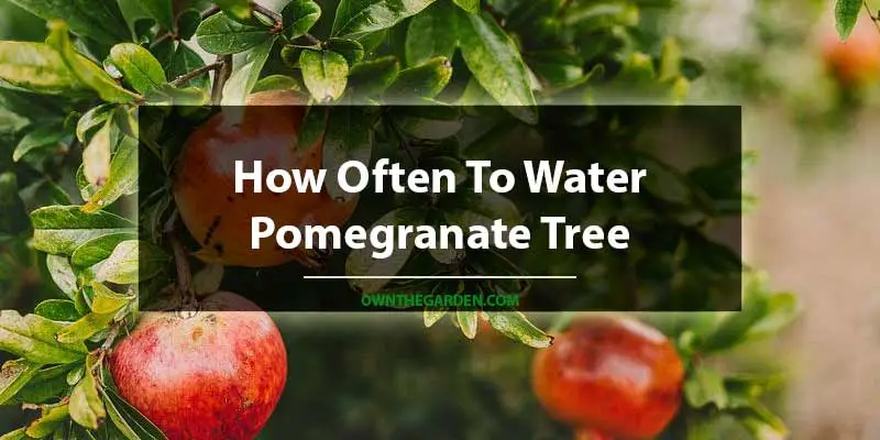 How Often To Water Pomegranate Tree