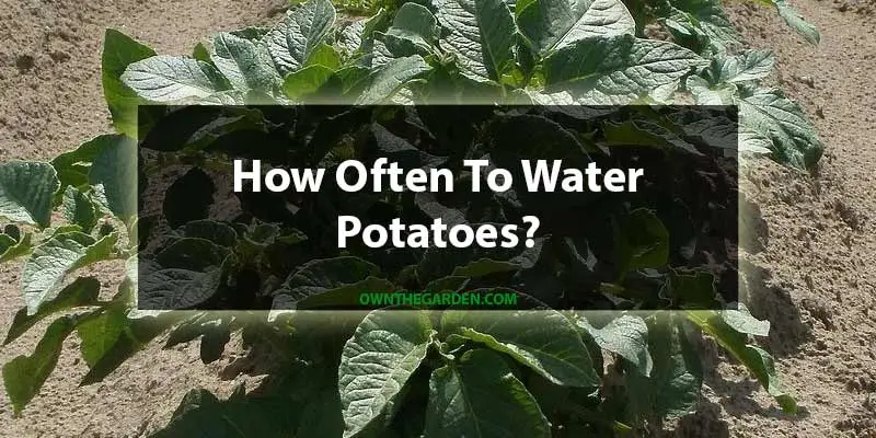 How Often To Water Potatoes