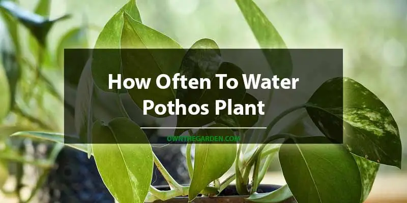 How Often To Water Pothos Plant