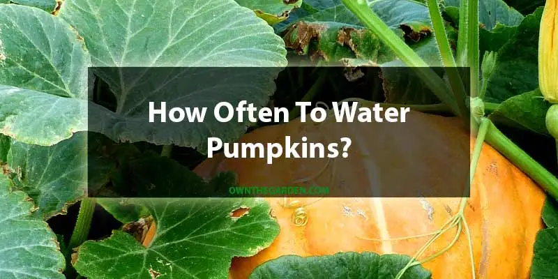 How Often To Water Pumpkins