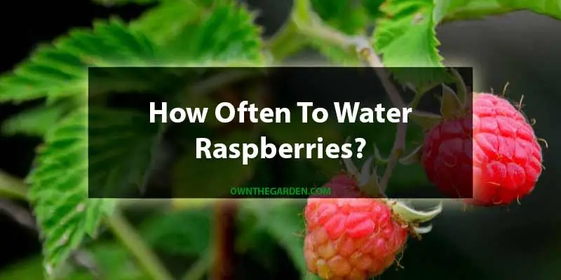 How Often To Water Raspberries