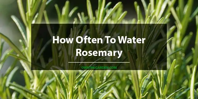 How Often To Water Rosemary