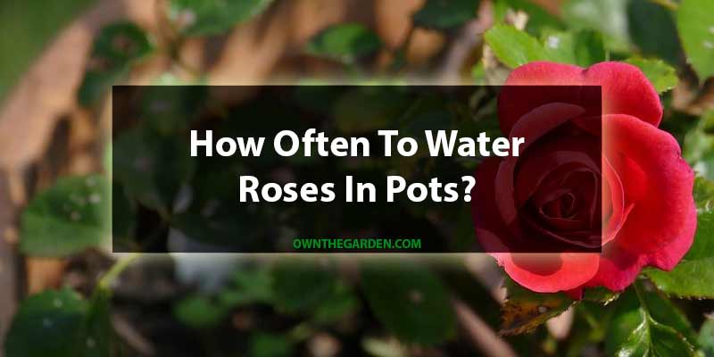 How Often To Water Roses In Pots