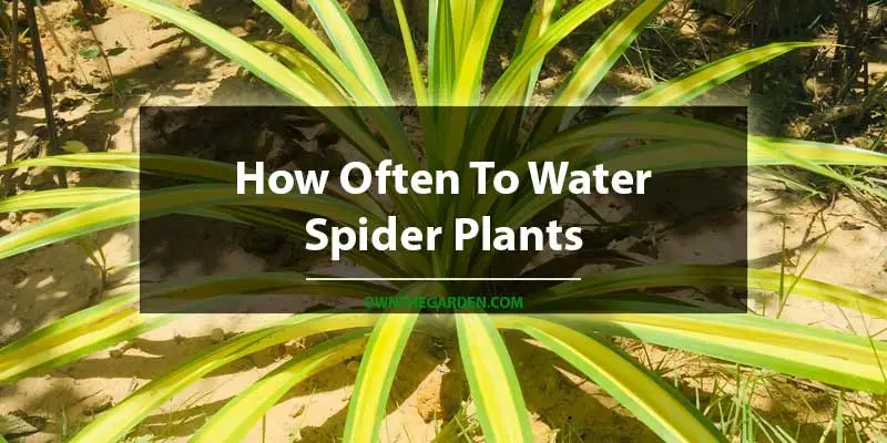 How Often To Water Spider Plants