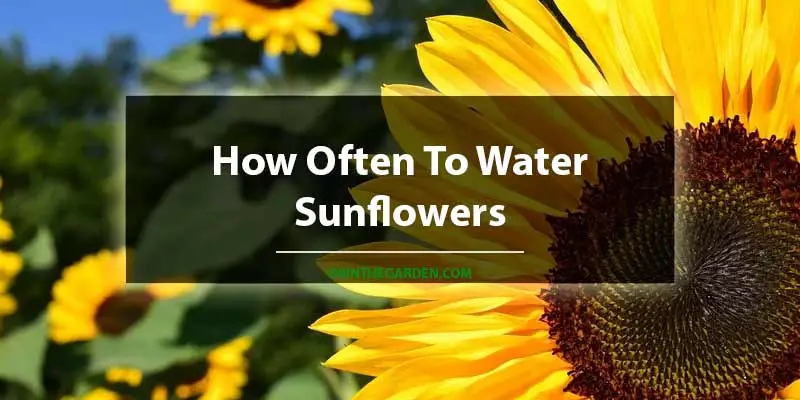 How Often To Water Sunflowers