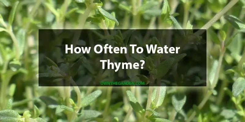 How Often To Water Thyme