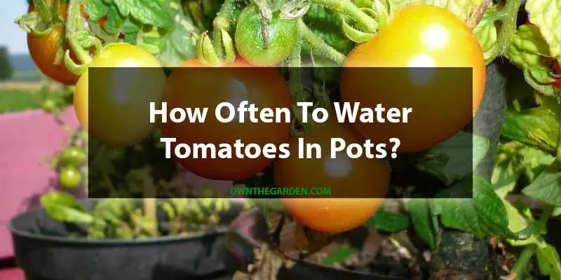 how often to water tomatoes in pots