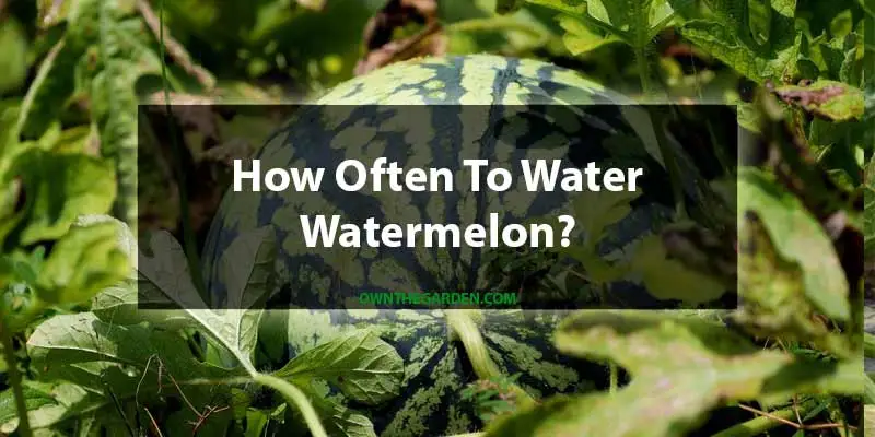 How Often To Water Watermelon