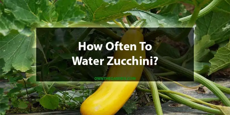 How Often To Water Zucchini