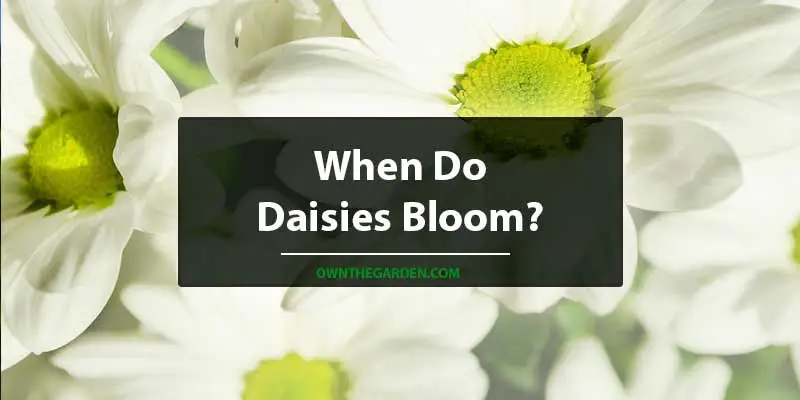 When Do Daisies Bloom